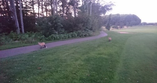 FOX MEADOW GOLF COURSE